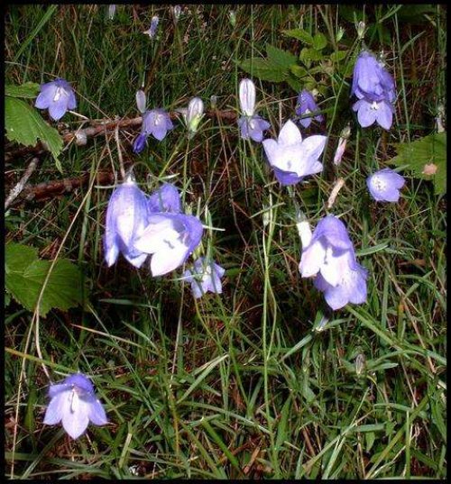 Campanellina