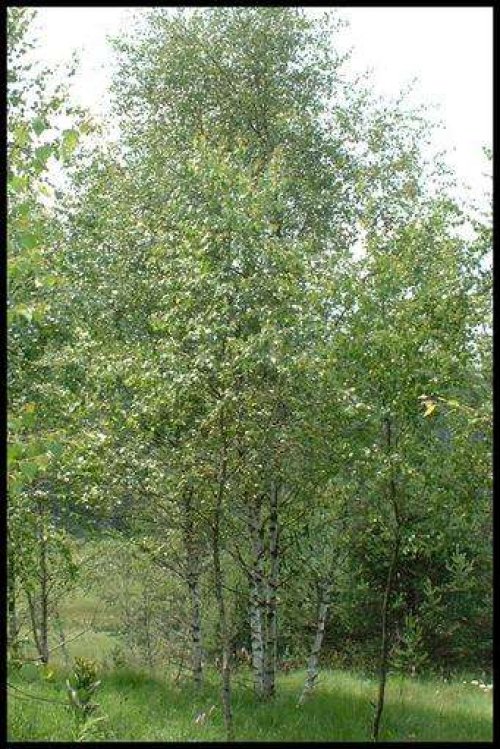 betulla verrucosa