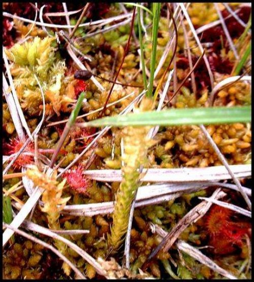 Selaginella